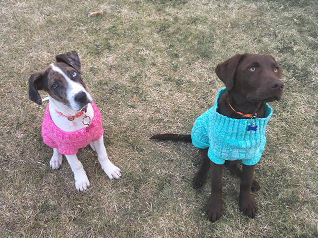 Harper and Koda in jumpers